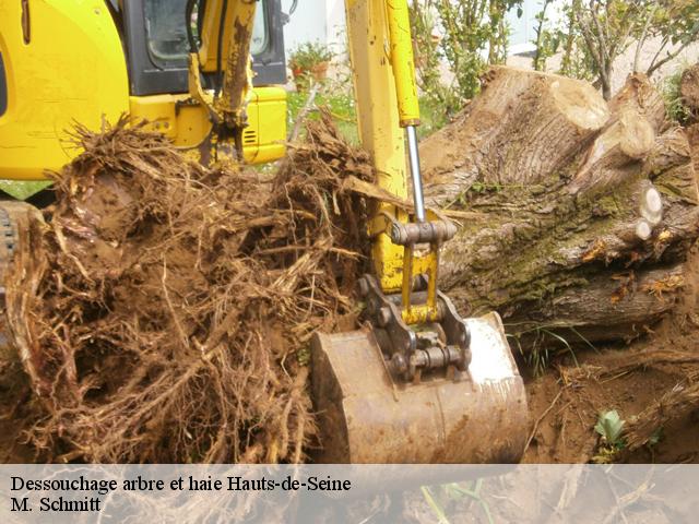Dessouchage arbre et haie 92 Hauts-de-Seine  Reinhard élagage
