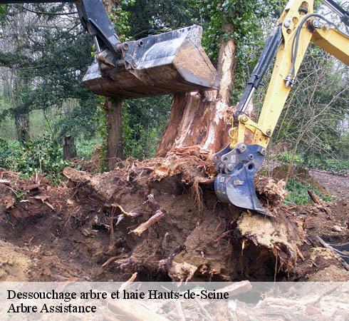 Dessouchage arbre et haie 92 Hauts-de-Seine Arbre Assistance