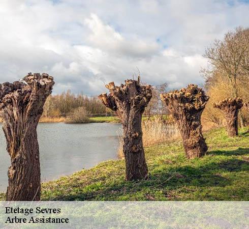 Etetage sevres-92310 Arbre Assistance