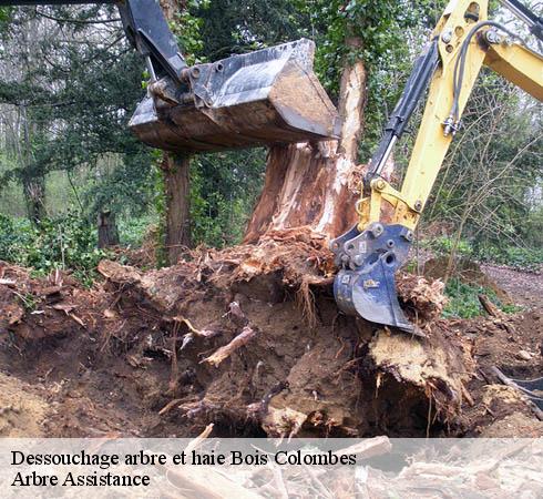 Dessouchage arbre et haie bois-colombes-92270 Arbre Assistance