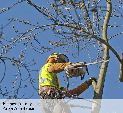 Elagage antony-92160 Arbre Assistance