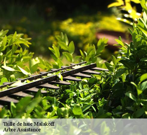 Taille de haie malakoff-92240 Arbre Assistance