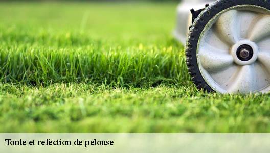 Tonte et refection de pelouse